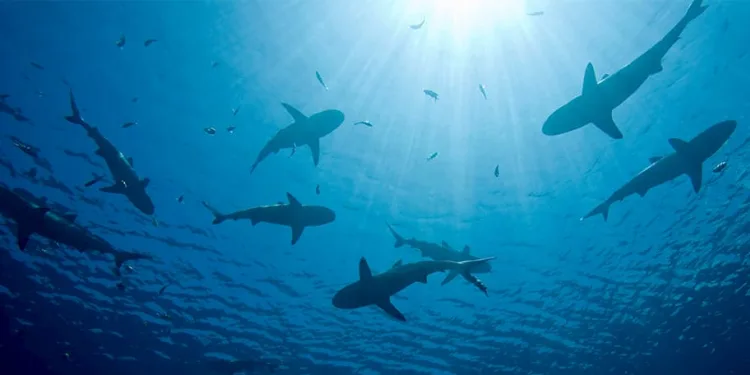 Entrepreneurship Under the Microscope: Lessons from Shark Tank